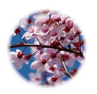 �f���P�[�g�]�[���Ɠ���̍�����